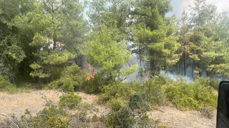 Adanada 4 dönüm kızılçam ormanı yandı