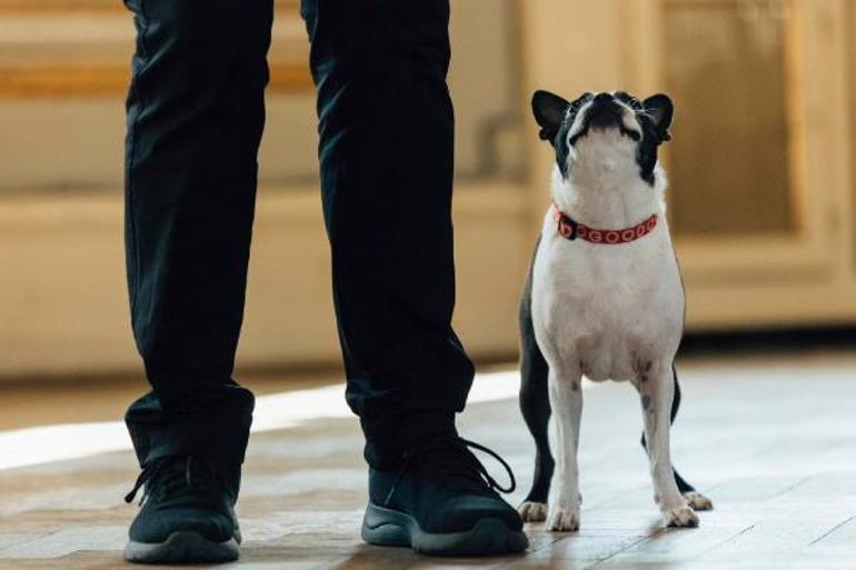 Danimarka’daki klasik müzik festivalinde orkestraya 3 köpek katıldı