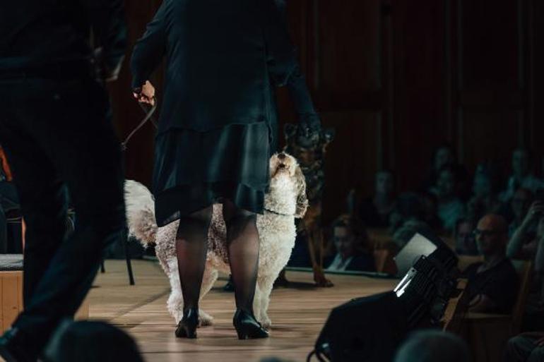 Danimarka’daki klasik müzik festivalinde orkestraya 3 köpek katıldı