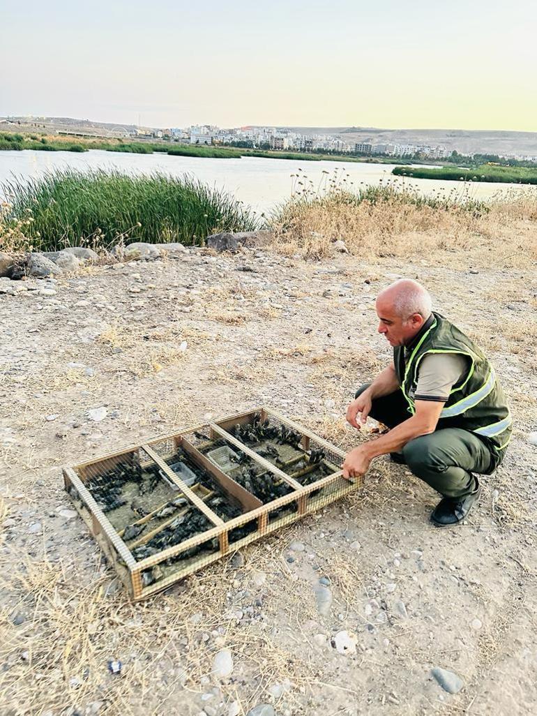 Yasa dışı yollarla bin 600 saka kuşu getiren 2 şüpheliye, 2 milyon 292 bin TL ceza