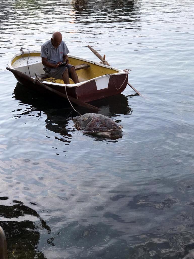 Bodrum’da kıyıda bulunan caretta caretta öldü