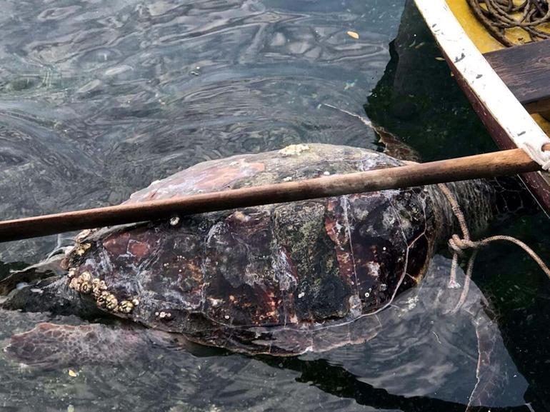 Bodrum’da kıyıda bulunan caretta caretta öldü