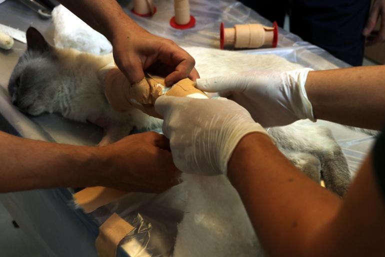 4üncü kattan düşünce bacakları kırılan kediye protez takıldı
