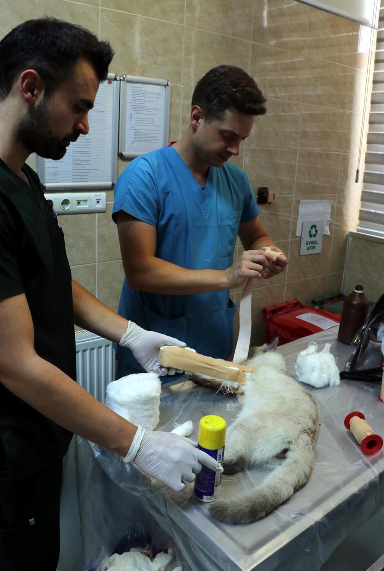 4üncü kattan düşünce bacakları kırılan kediye protez takıldı