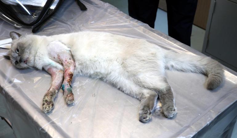 4üncü kattan düşünce bacakları kırılan kediye protez takıldı