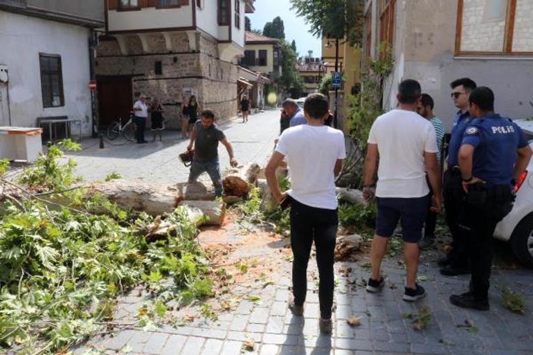 Turunçgil böceğinin çürüttüğü ağaç devrildi