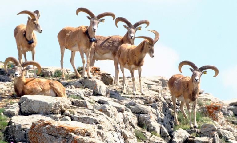 Anadolu yaban koyununu avlama bedeli 675 bin TL