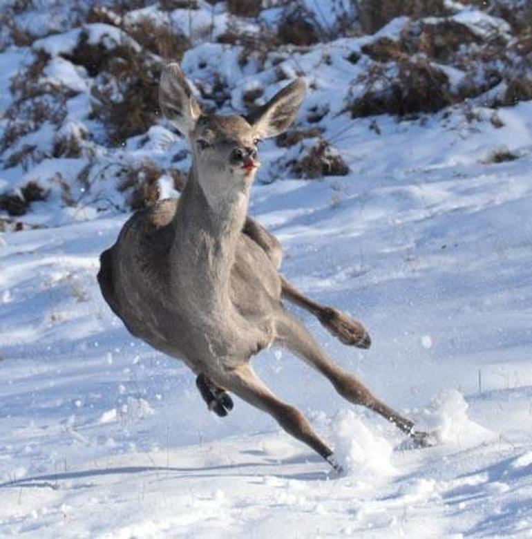 Bolu Barosu, kızılgeyikler için ihale iptal davası açtı