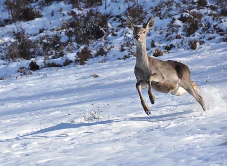 Bolu Barosu, kızılgeyikler için ihale iptal davası açtı