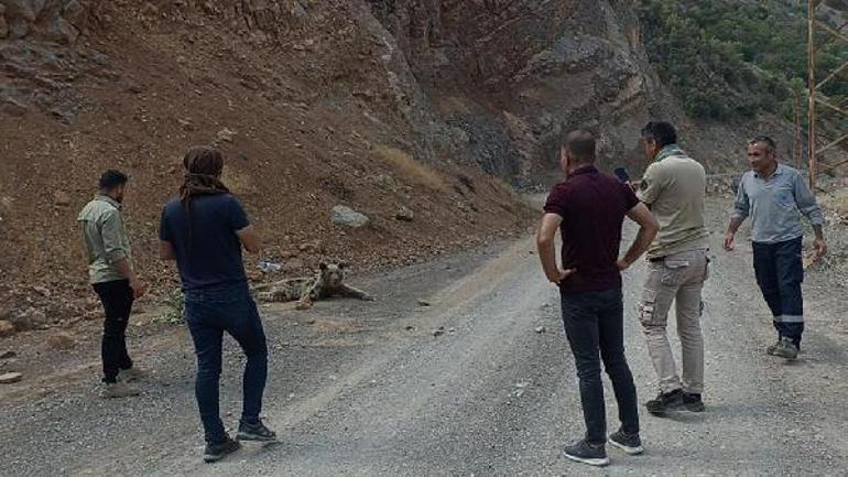 Hakkaride bulunan ayı düşen kaya parçalarıyla değil, ateşli silahla yaralanmış