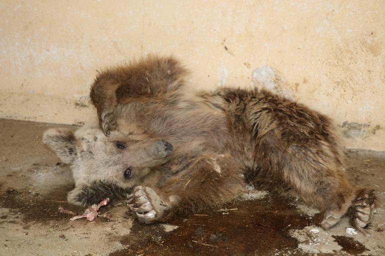 Hakkaride bulunan ayı düşen kaya parçalarıyla değil, ateşli silahla yaralanmış