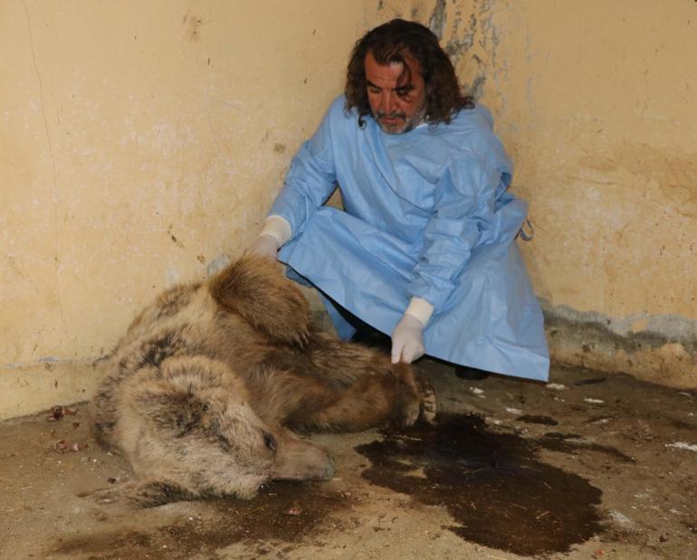 Hakkaride bulunan ayı düşen kaya parçalarıyla değil, ateşli silahla yaralanmış
