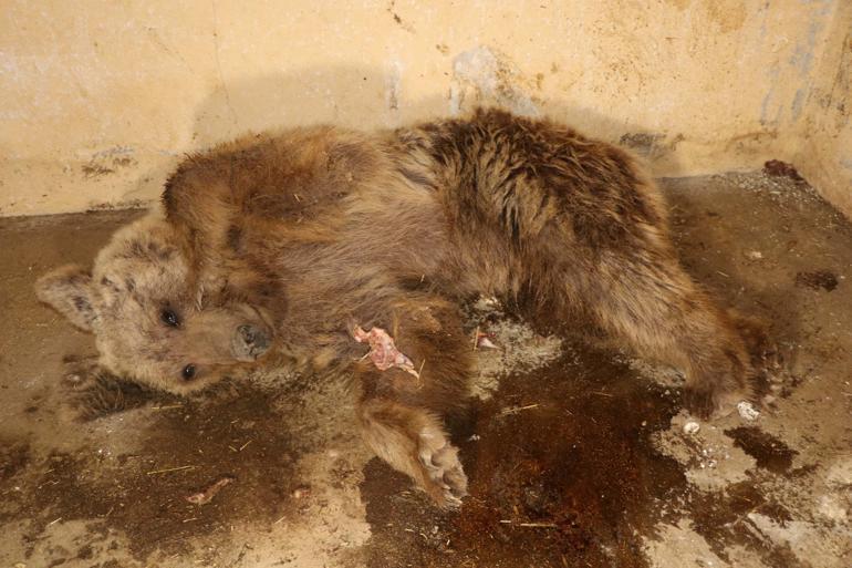 Hakkaride bulunan ayı düşen kaya parçalarıyla değil, ateşli silahla yaralanmış