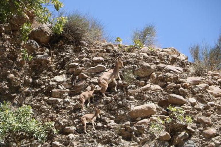 Hakkaride terörden temizlenen dağlarda yaban hayatı canlandı