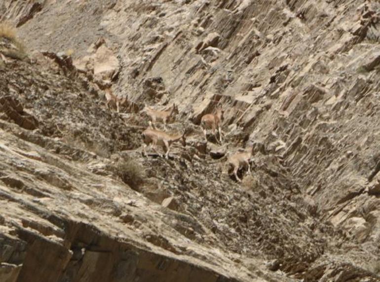 Hakkaride terörden temizlenen dağlarda yaban hayatı canlandı