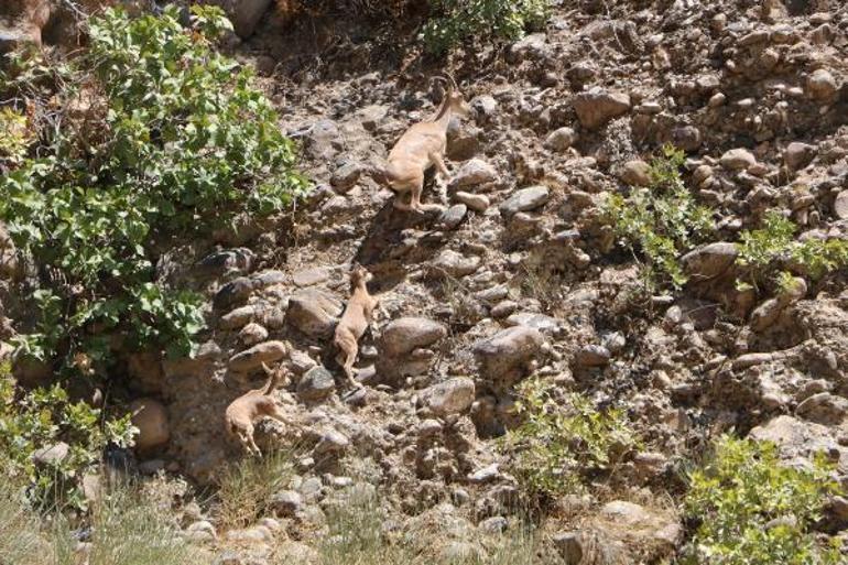 Hakkaride terörden temizlenen dağlarda yaban hayatı canlandı