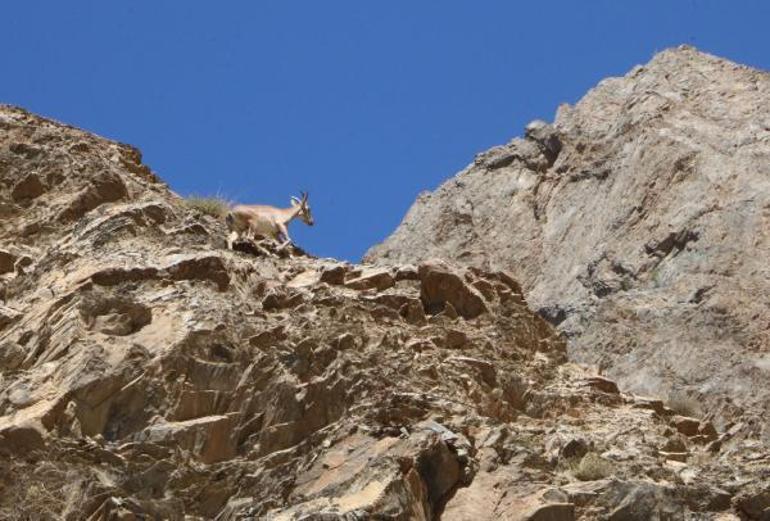 Hakkaride terörden temizlenen dağlarda yaban hayatı canlandı
