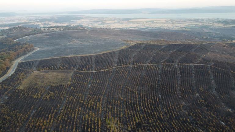 Çanakkale Orman Bölge Müdürü: Yanan alanlara 1 milyon 500 bin fidan dikeceğiz