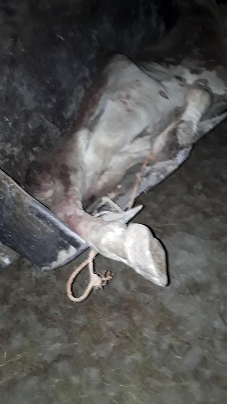 Köpek ve ısırdığı 2 inekte kuduz bulguları görüldü, çiftlik karantinaya alındı