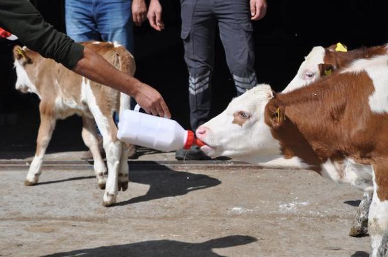 Buzağı ölümlerini engellemek için Karsta üreticilere ağız sütü dağıtıldı