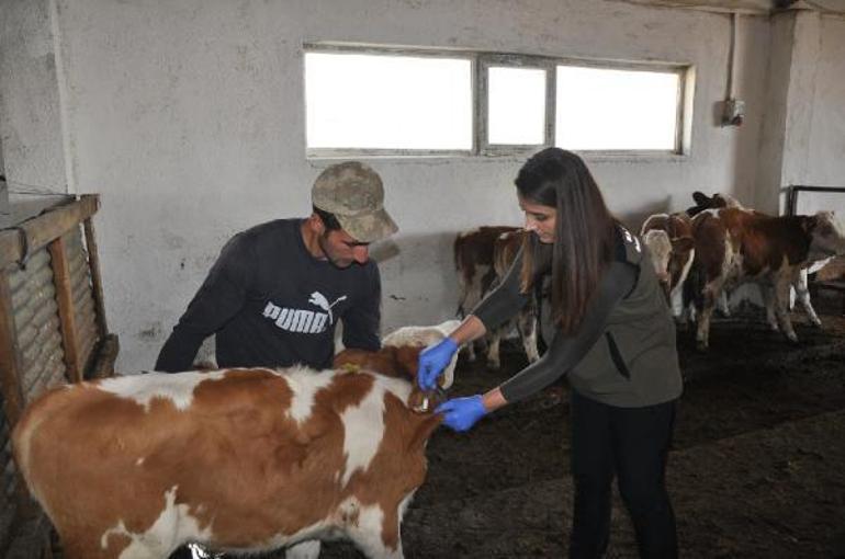 Buzağı ölümlerini engellemek için Karsta üreticilere ağız sütü dağıtıldı