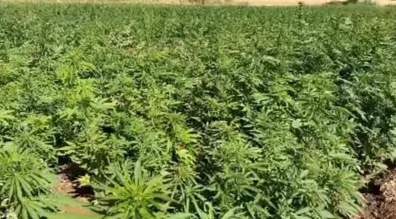 Bakan Yerlikaya: Diyarbakırda 2 ton 120 kilo esrar ile 13 milyon 514 bin 550 kök kenevir ele geçirildi