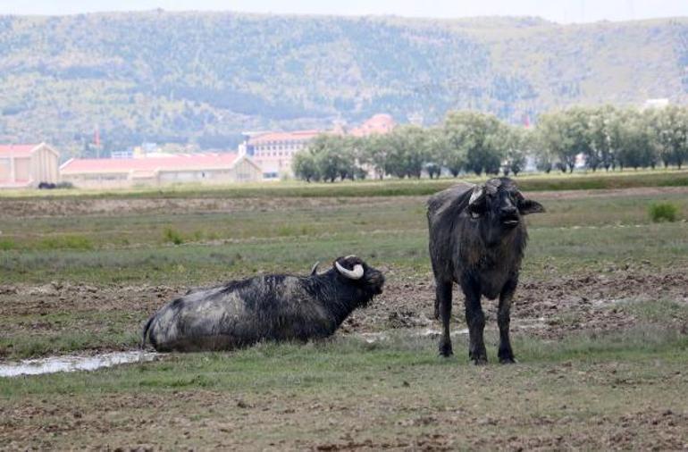 Türkiyenin hayvan varlığı, 30 yılda 194 milyon arttı