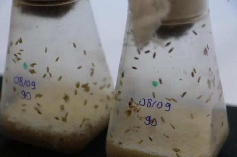 Risk altındaki canlıları iklim değişikliğinden koruyacak proje