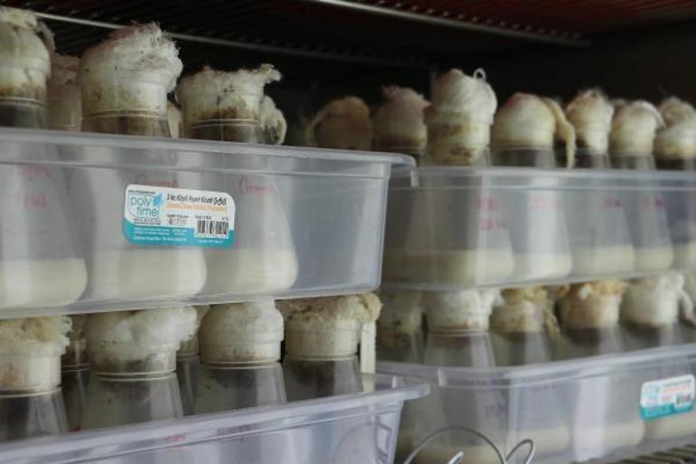 Risk altındaki canlıları iklim değişikliğinden koruyacak proje