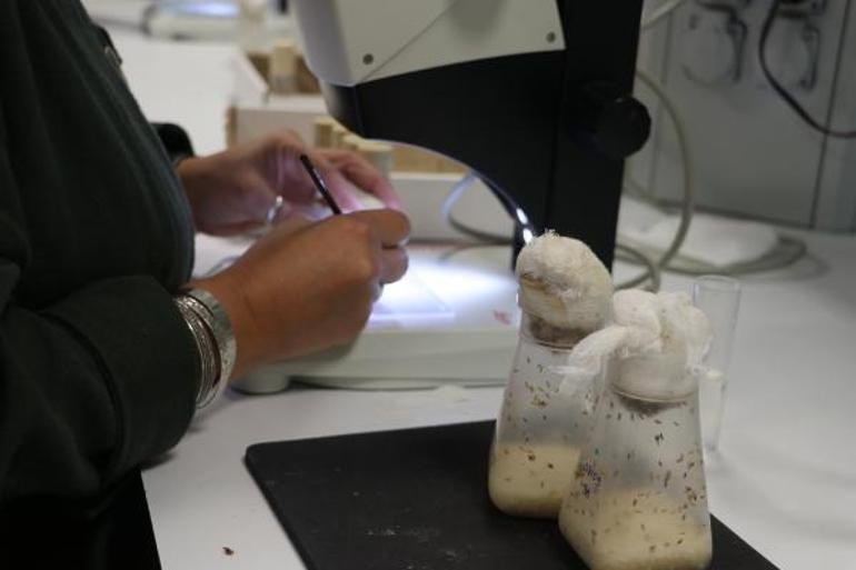 Risk altındaki canlıları iklim değişikliğinden koruyacak proje