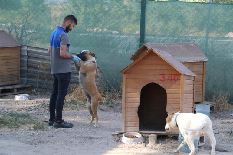 Eskişehirde belediyenin hayvan bakımevine kapatma kararı