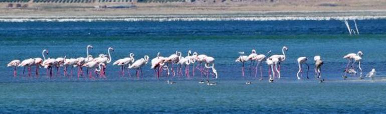 Flamingolar kuruma tehlikesi bulunan Burdur Gölünde