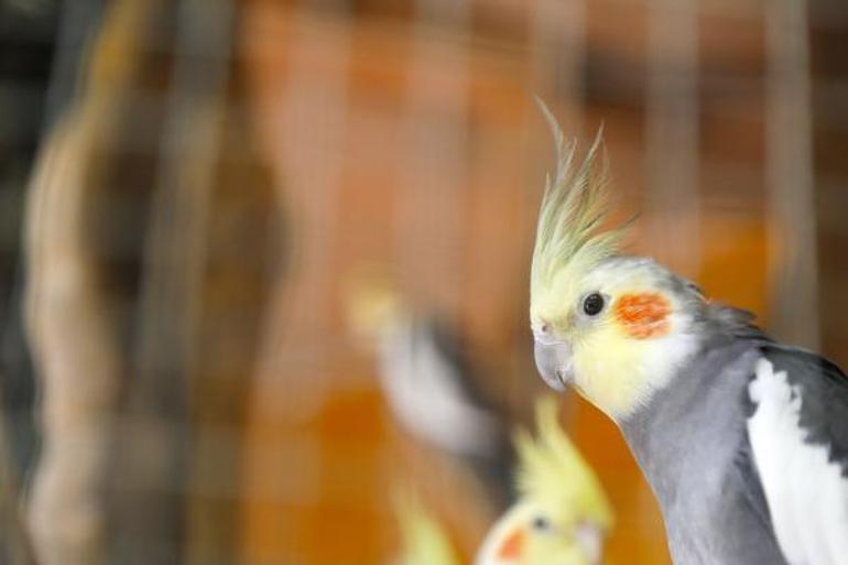 Kanarya ve papağan tahliyesinde 4 kuş öldü