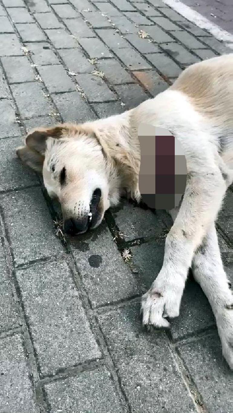 Avcılarda sokak hayvanları kesici aletle öldürüldü