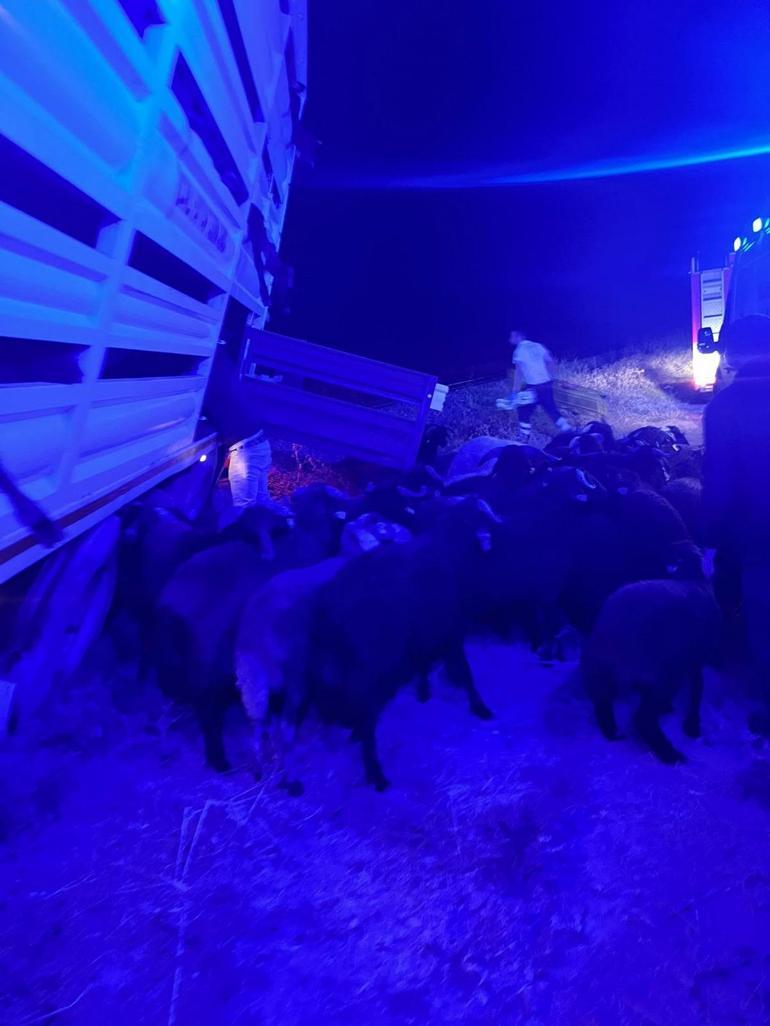 Diyarbakır’da yük treni, hemzemin geçitte TIR’a çarptı; sürücü yaralandı, 50 koyun öldü