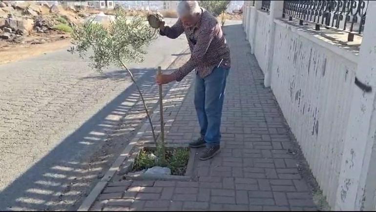 Yüzünü çarptığı zeytin fidanının dalını kırdı