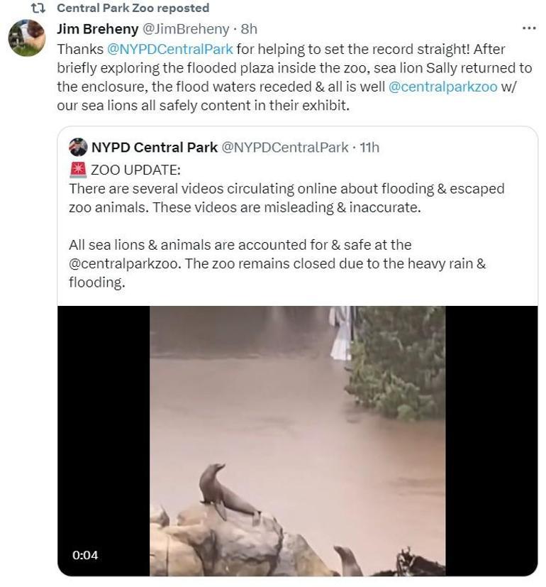 Bir deniz aslanı, Central Park’taki su baskınında kaçtı