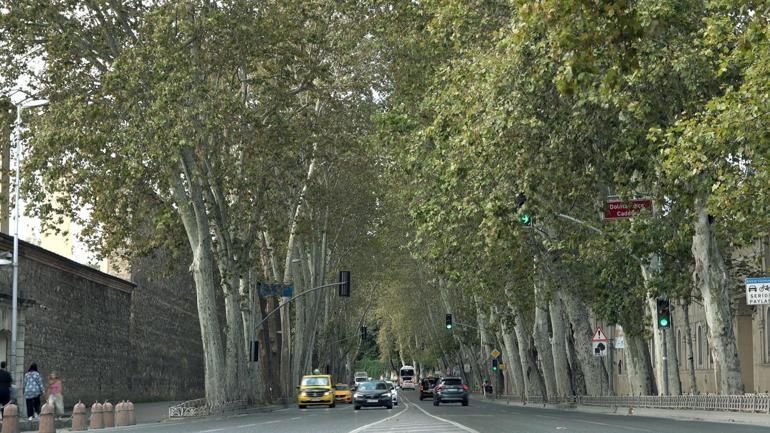 Dolmabahçe ve Çırağan Caddesindeki çınar ağaçları yenilendi