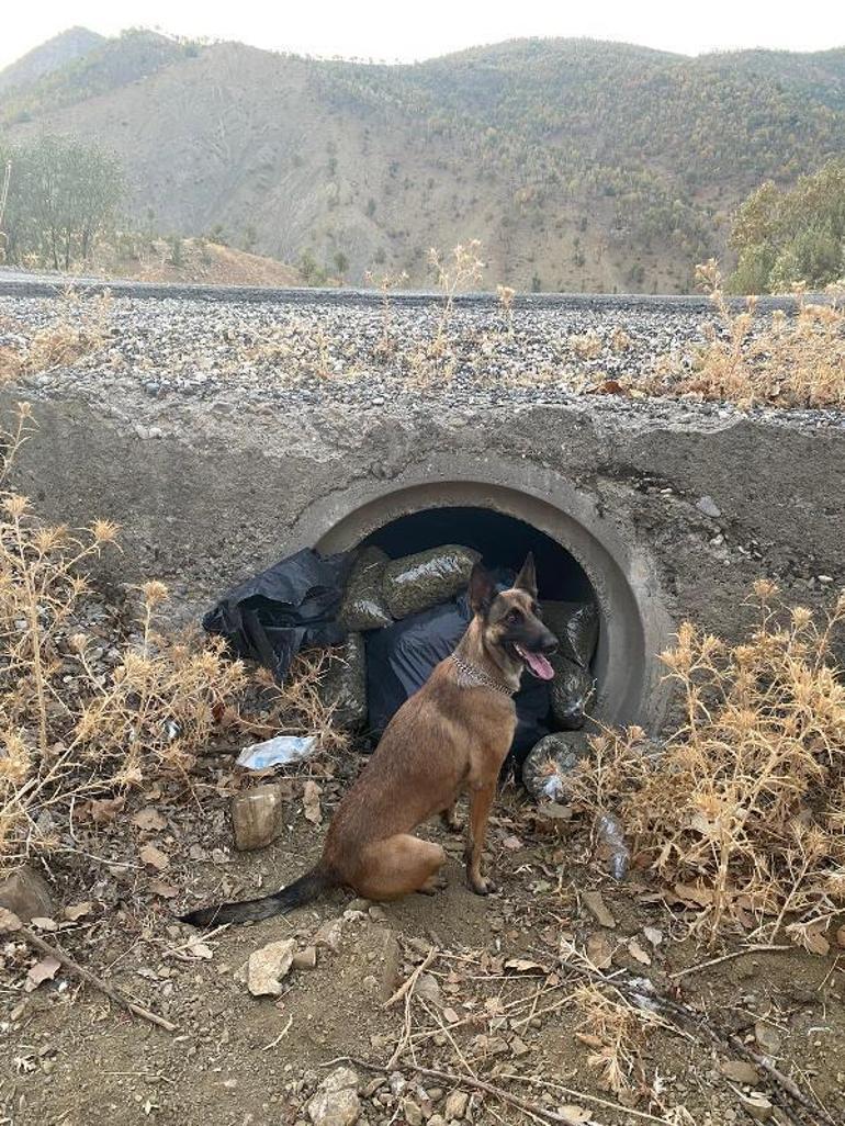 Diyarbakır’da 350 bin 620 kök Hint keneviri ve skunk bitkisi, 121 kilo esrar ele geçirildi