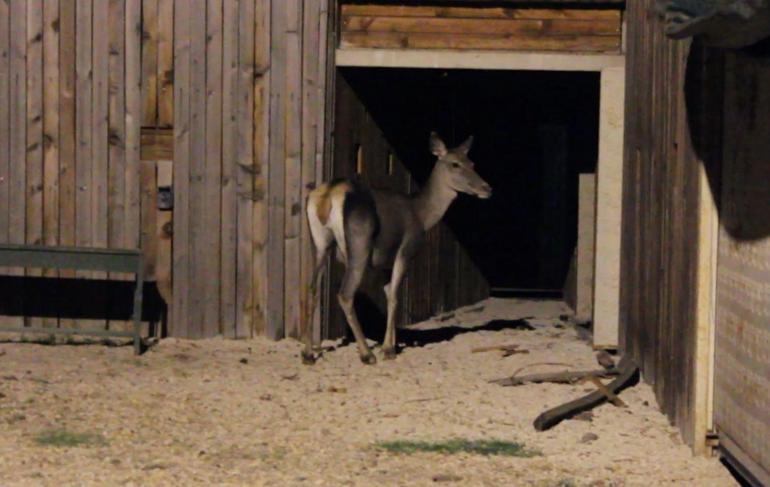 Bursadan Burdura getirilen 3 kızılgeyik doğaya bırakıldı