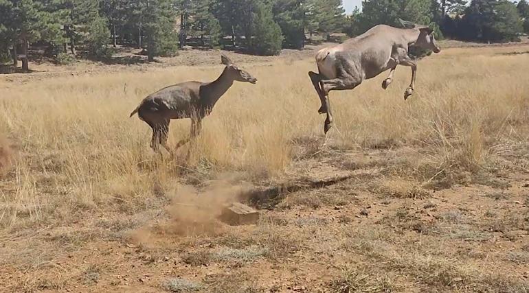 Bursadan Burdura getirilen 3 kızılgeyik doğaya bırakıldı