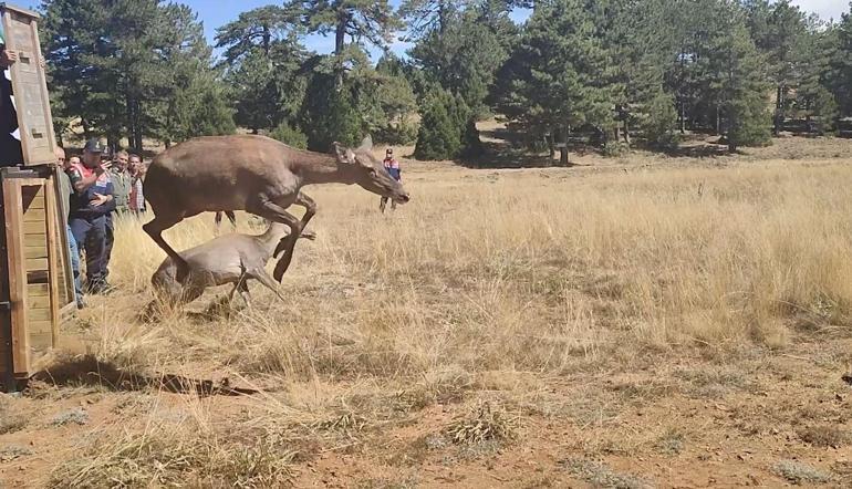 Bursadan Burdura getirilen 3 kızılgeyik doğaya bırakıldı