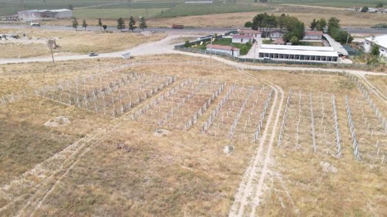 Eskişehirde hayvan bakımevinin kapatma kararına, yürütmeyi durdurma çıktı