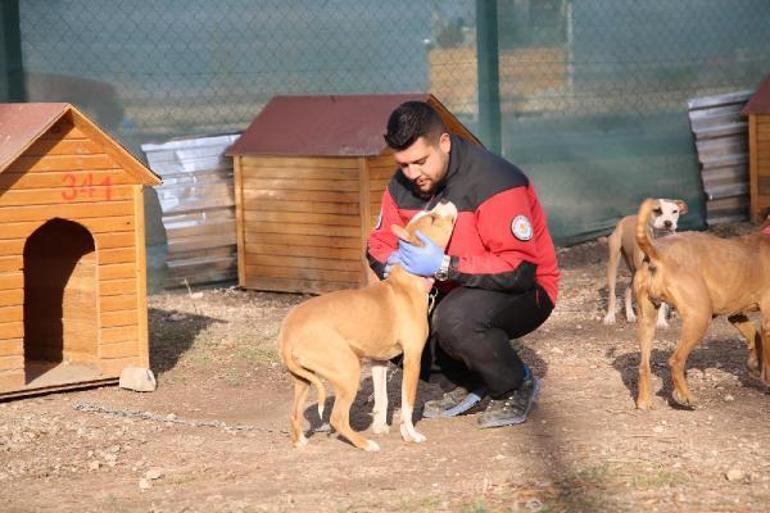 Eskişehirde hayvan bakımevinin kapatma kararına, yürütmeyi durdurma çıktı