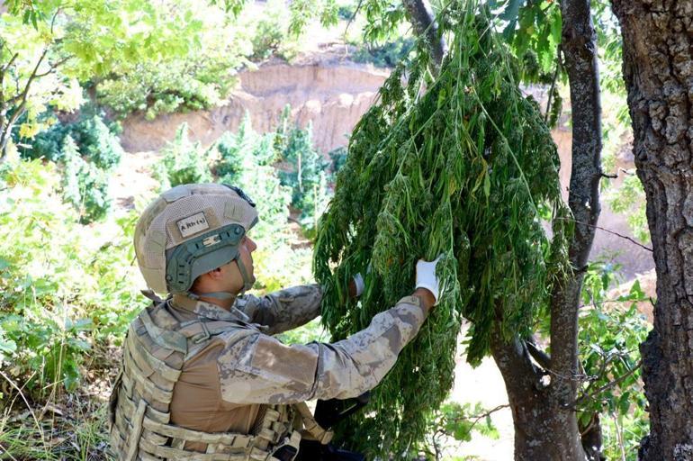 Diyarbakırda 864 kilogram esrar ve 2 milyon kök Hint keneviri ele geçirildi