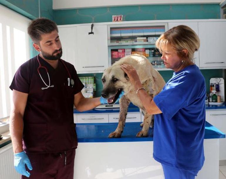 Tüfekle vurulan 2 köpekte, 200 saçmaya rastlandı