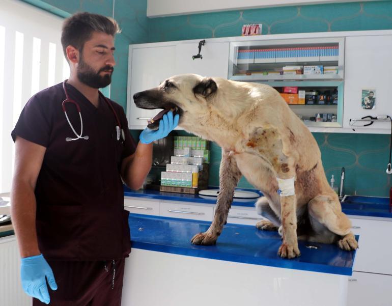 Tüfekle vurulan 2 köpekte, 200 saçmaya rastlandı