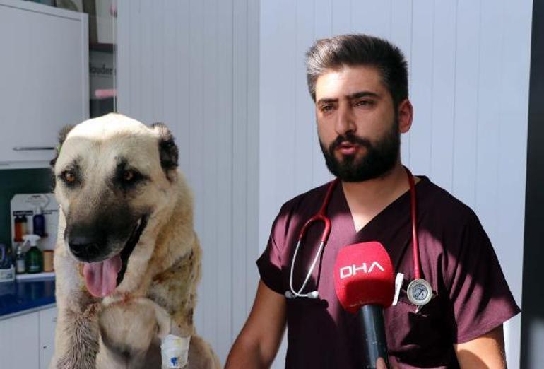 Tüfekle vurulan 2 köpekte, 200 saçmaya rastlandı