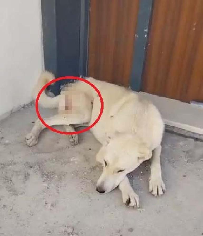 Tüfekle vurulan 2 köpekte, 200 saçmaya rastlandı