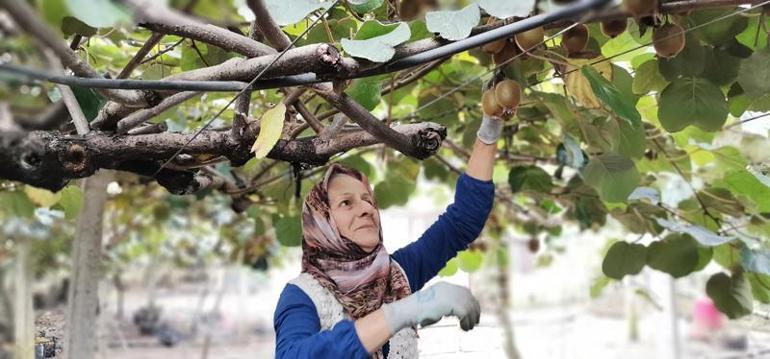 Coğrafi işaret tescilli Ordu kivisinin fiyatı, yüzde 110 arttı